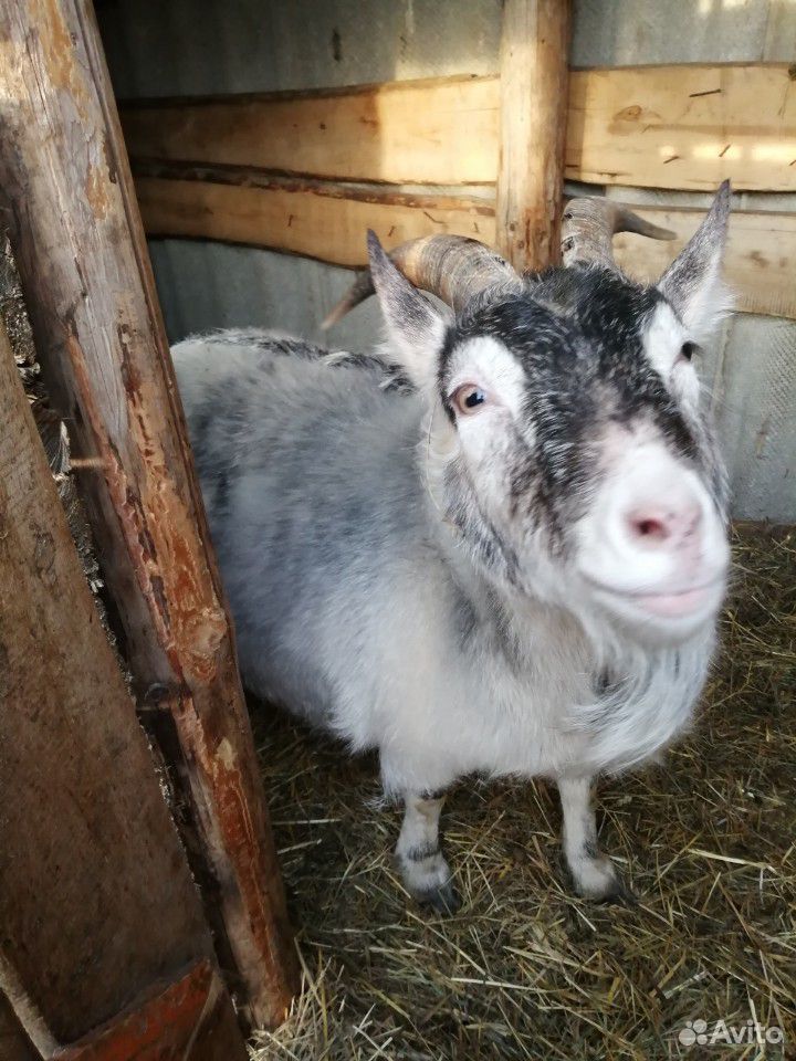 Продаём козу пуховую, серо-черно-белая купить на Зозу.ру - фотография № 2