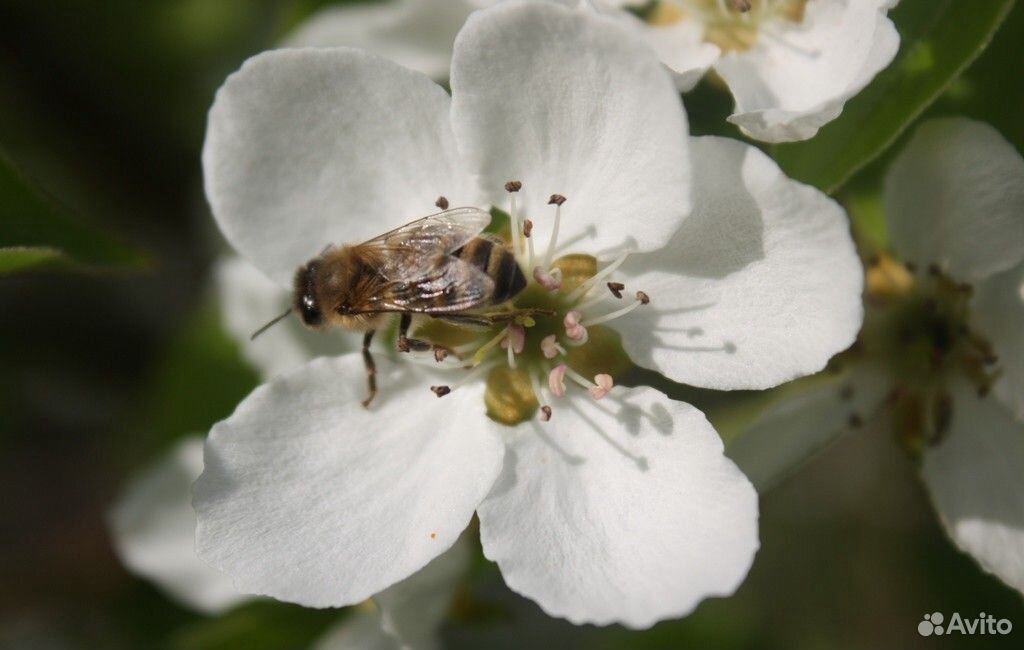 Зимовалые обработанные от клеща пчелы на выбор купить на Зозу.ру - фотография № 1