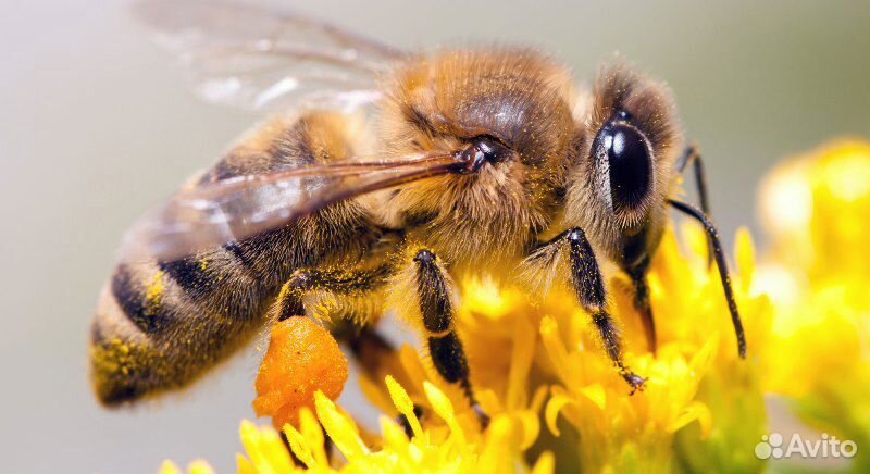 Пчелы. Пчелопакеты купить на Зозу.ру - фотография № 1