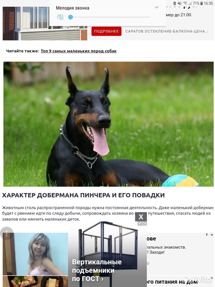 Породистая собака купить на Зозу.ру - фотография № 1