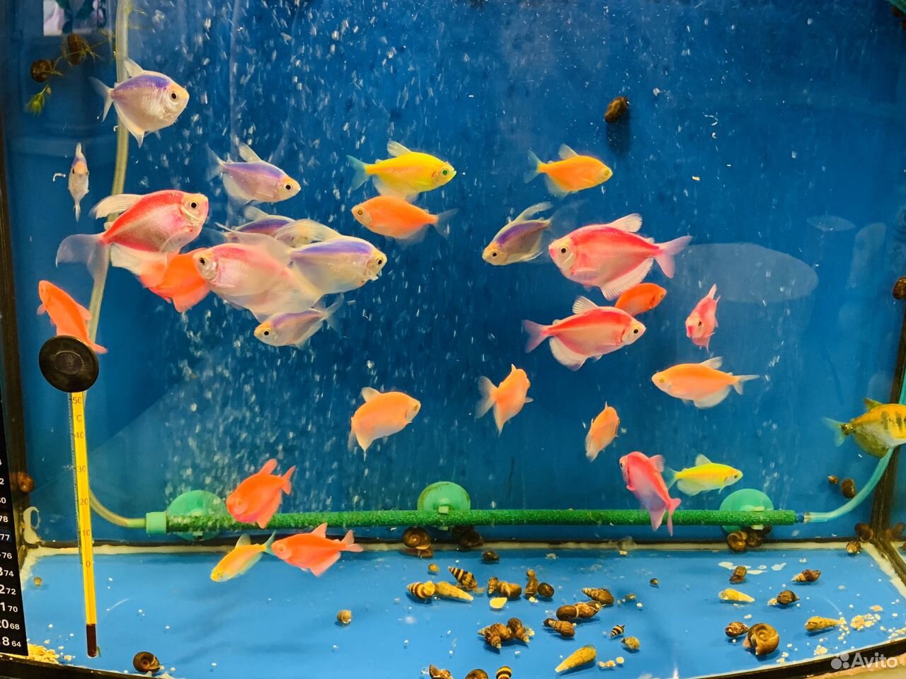 Тернеция рыбка аквариумная купить на Зозу.ру - фотография № 3