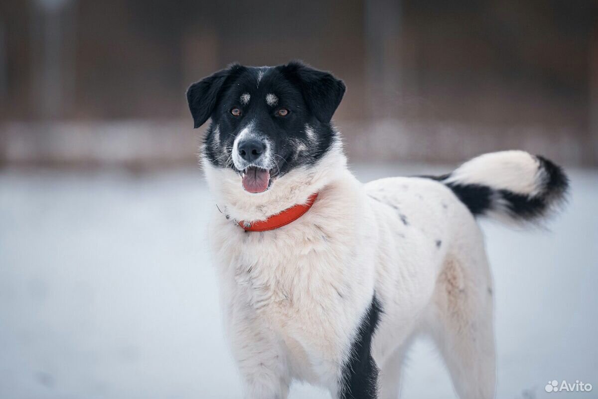 Самая добрая собака ищет дом купить на Зозу.ру - фотография № 7
