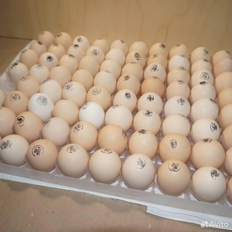 Запись на 27 мая Ломан браун.инкубационное яйцо купить на Зозу.ру - фотография № 1