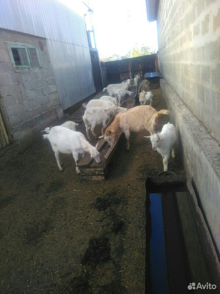 Продам коз и баранов купить на Зозу.ру - фотография № 9