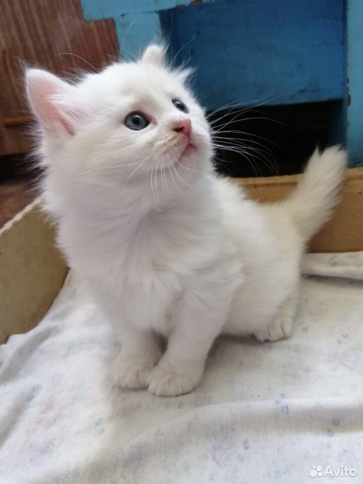 Котенок белого цвета купить на Зозу.ру - фотография № 1