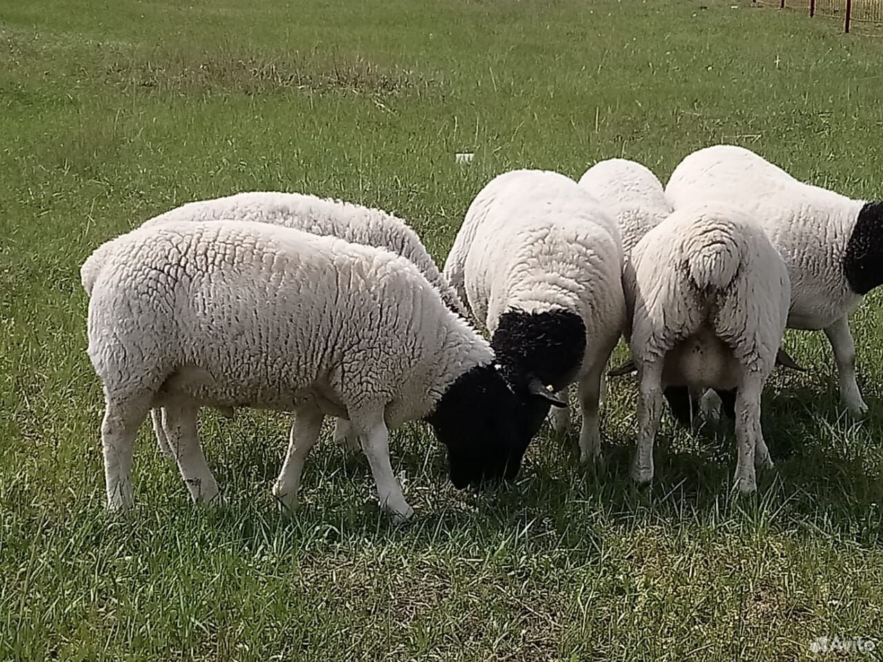 Овцы купить в ставропольском