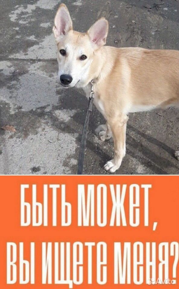 Собаки на пристрой купить на Зозу.ру - фотография № 1