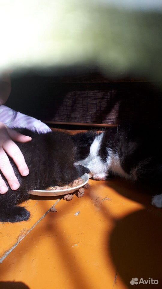 Котята вислоушки купить на Зозу.ру - фотография № 2