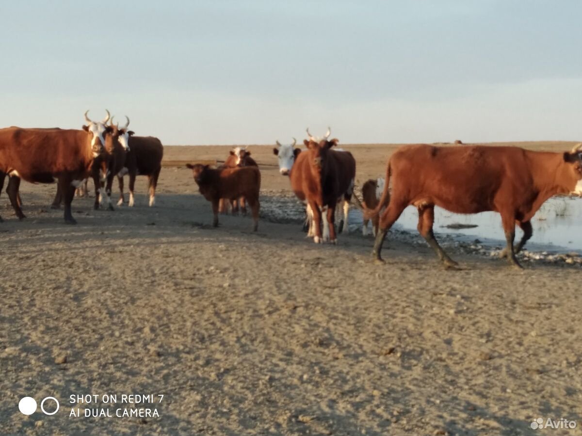 Коровы с телятами купить на Зозу.ру - фотография № 3