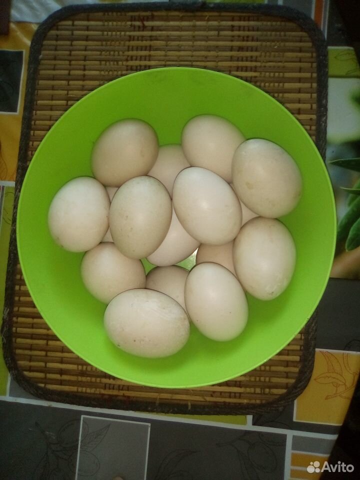 Яйца индоуток для инкубации купить на Зозу.ру - фотография № 1