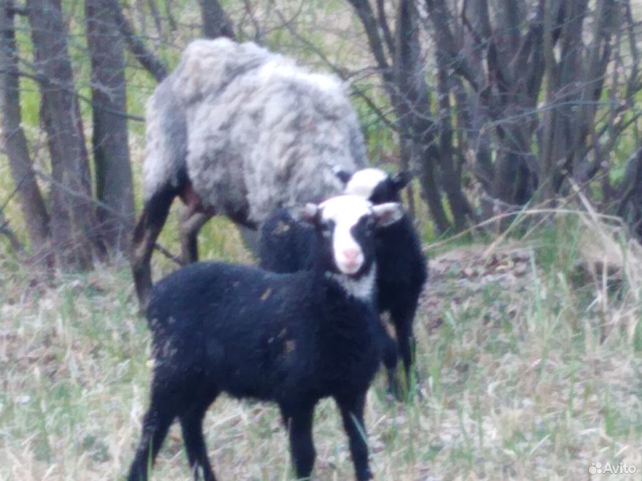 Овцы купить на Зозу.ру - фотография № 3