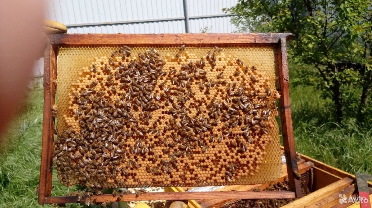 Пчелопакеты, пчелы купить на Зозу.ру - фотография № 2