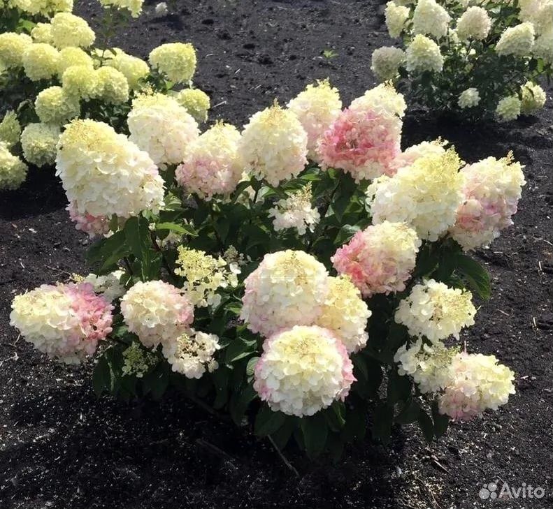 Гортензия метельчатая Little Blossom купить на Зозу.ру - фотография № 2