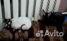 Котята канадского сфинкса купить на Зозу.ру - фотография № 2