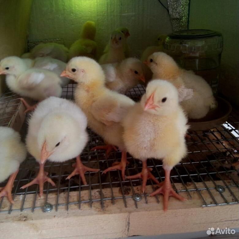 Недельные (подрощенные) цыплята Росс 308 бройлер купить на Зозу.ру - фотография № 1