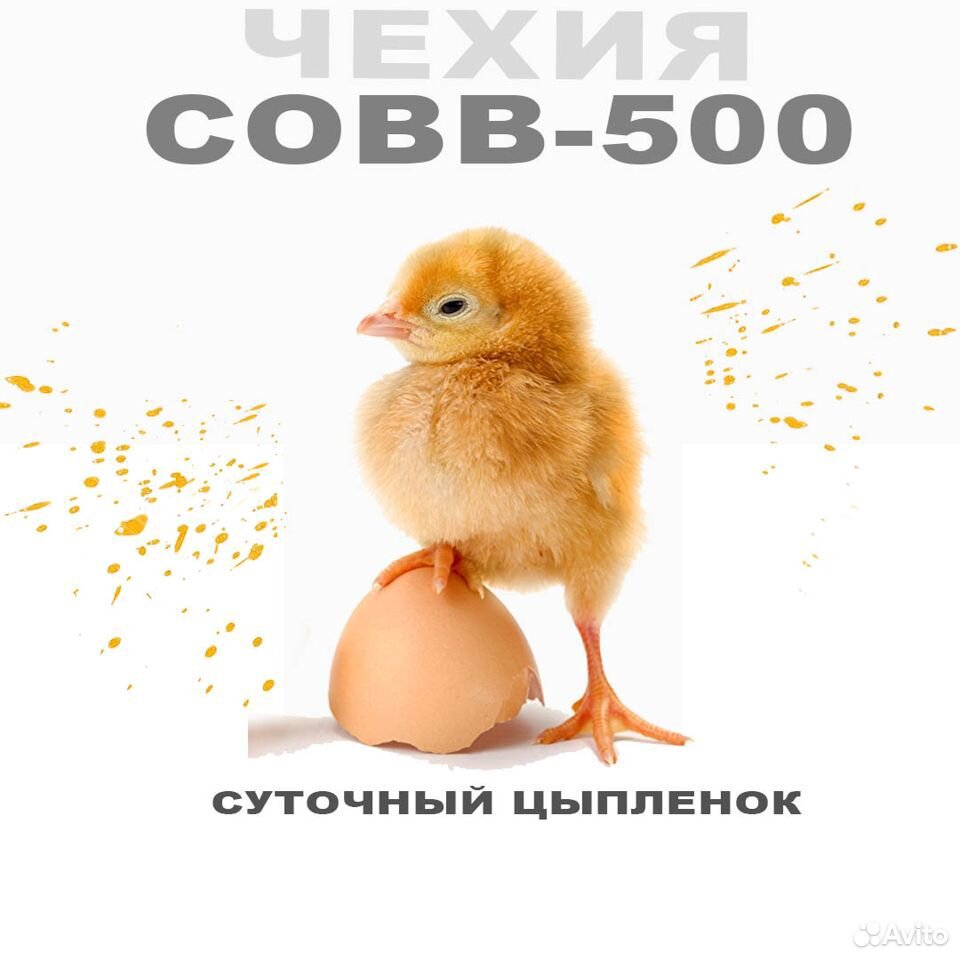 Цыплята бройлер кобб 500 купить на Зозу.ру - фотография № 1