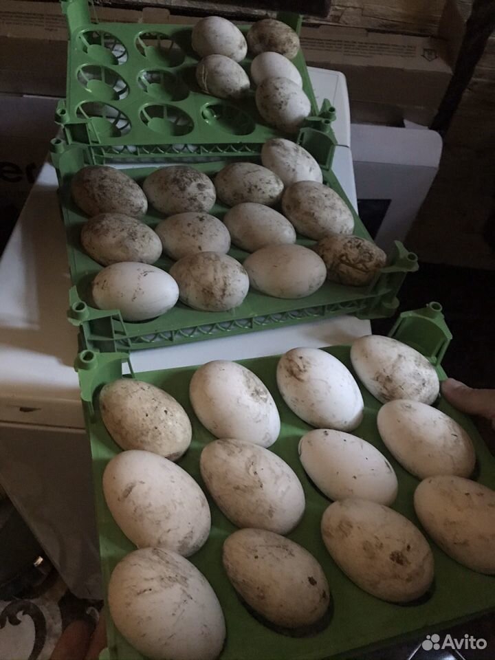 Инкубаторские яйца купить на Зозу.ру - фотография № 1