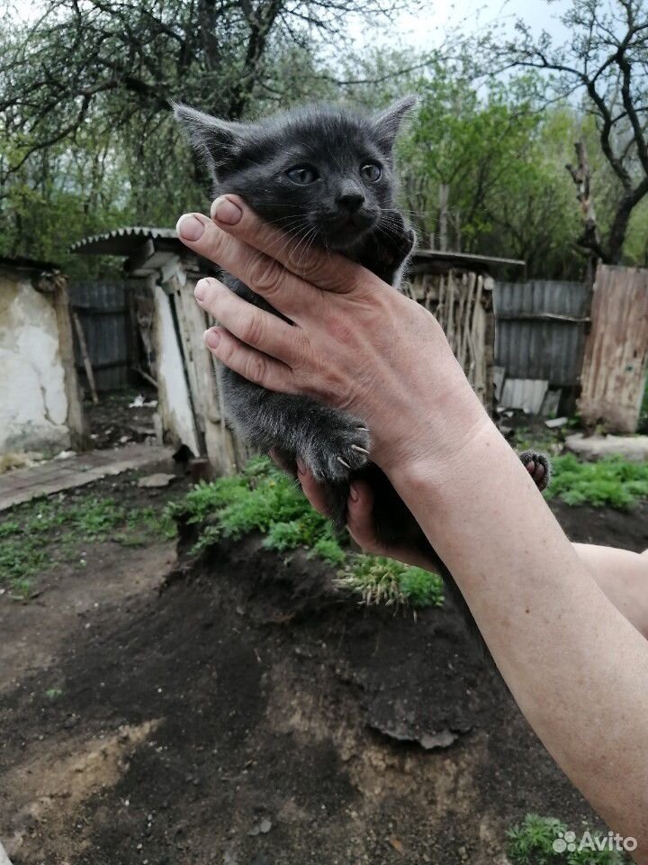 Котик ищет хозяев купить на Зозу.ру - фотография № 3
