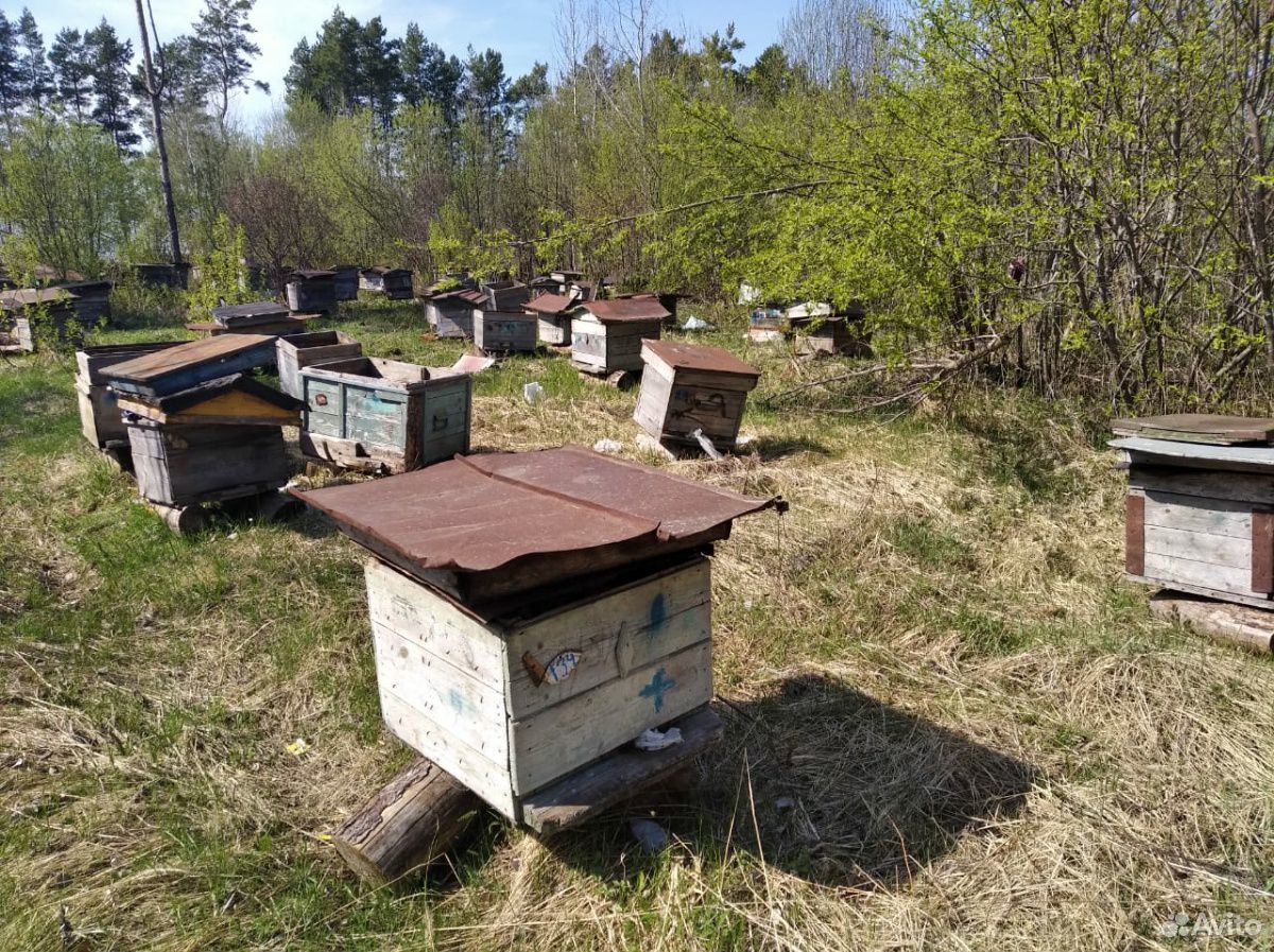 Пчелиные ульи купить на Зозу.ру - фотография № 1