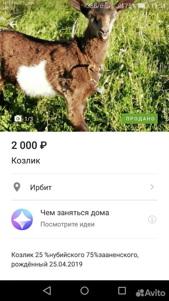 Услуги козла производителя купить на Зозу.ру - фотография № 7