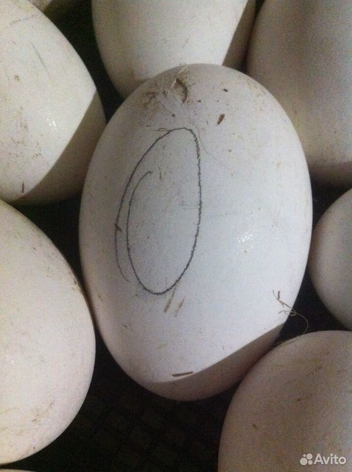 Гусинное яйцо купить на Зозу.ру - фотография № 1