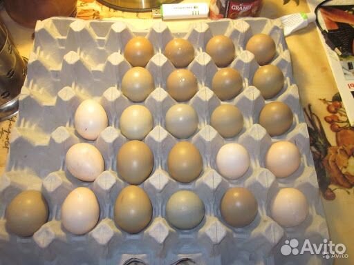 Яйцо фазана на инкубацию купить на Зозу.ру - фотография № 3