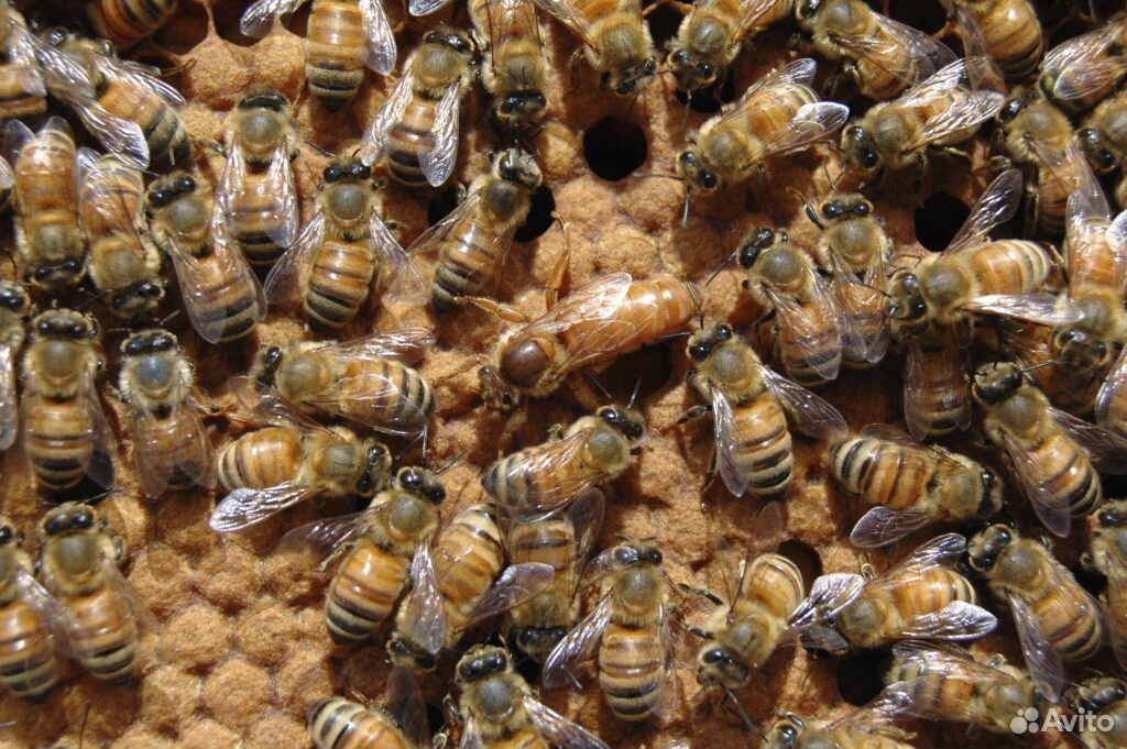 Пчелиные матки купить на Зозу.ру - фотография № 1