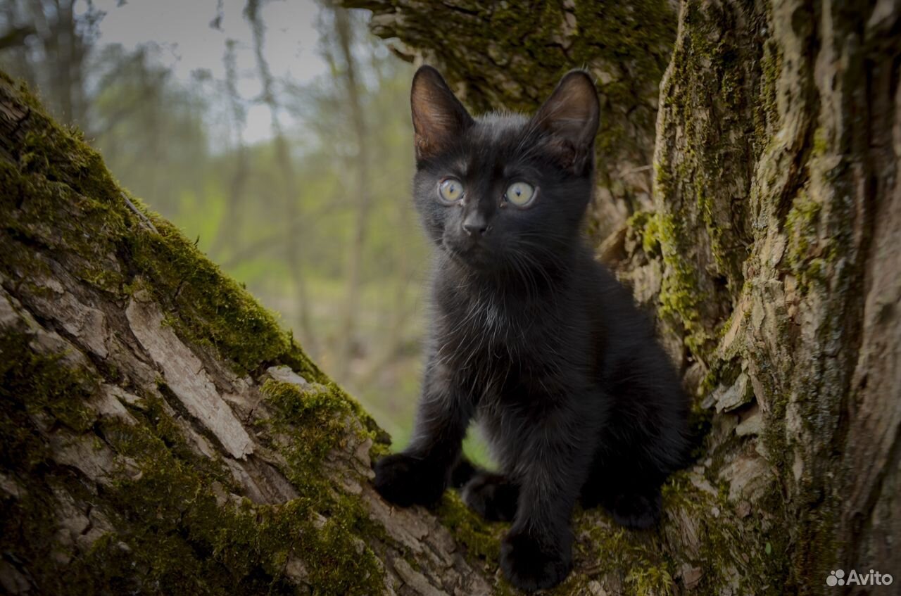 Черные котята купить на Зозу.ру - фотография № 4