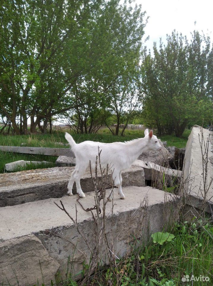 Коза и козлята купить на Зозу.ру - фотография № 9