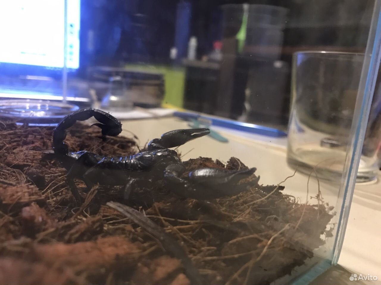 Скорпион Heterometrus spinifer купить на Зозу.ру - фотография № 8