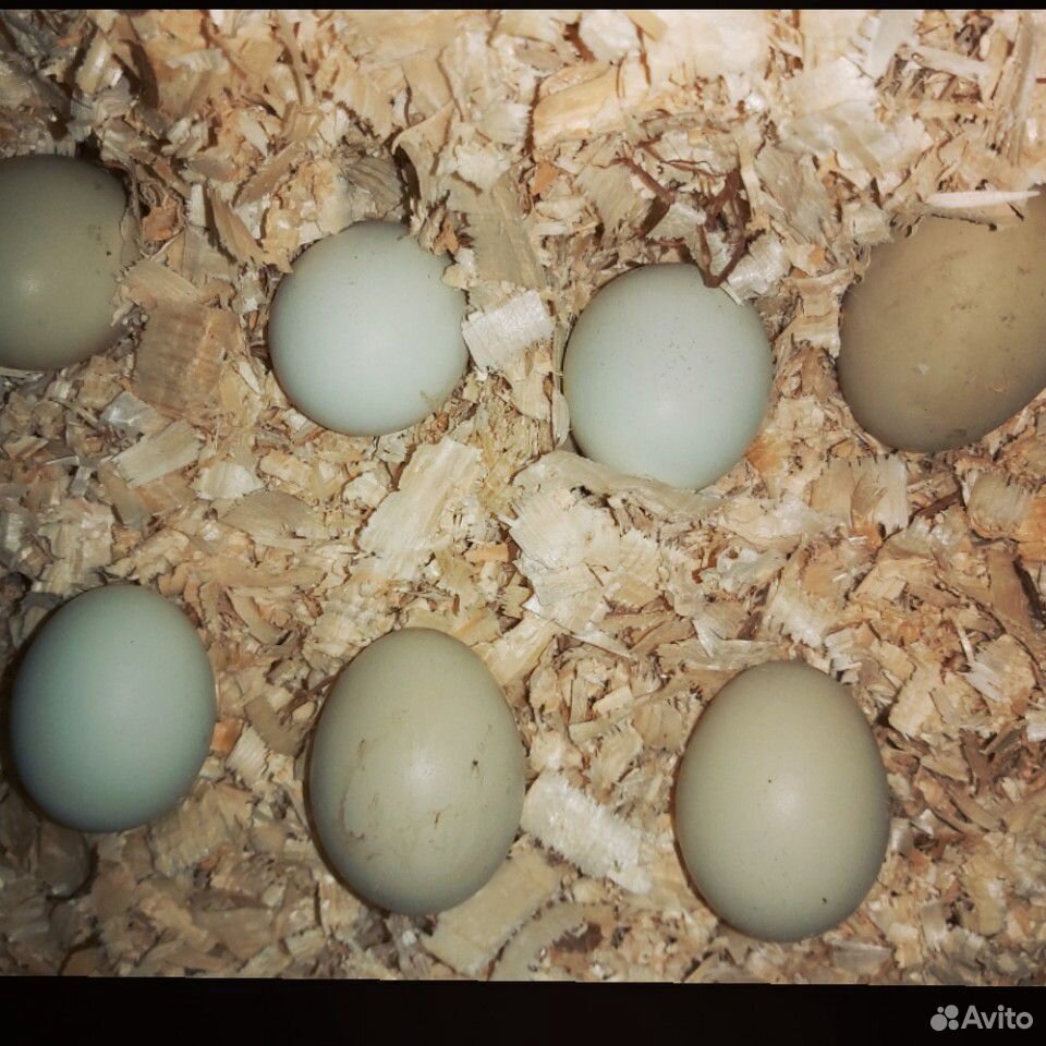 Инкубационный яйца купить на Зозу.ру - фотография № 1