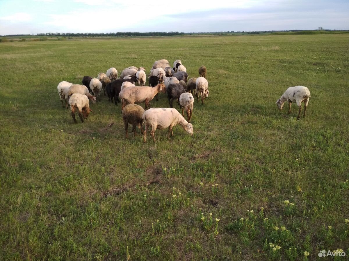 Овца, Бараны купить на Зозу.ру - фотография № 2