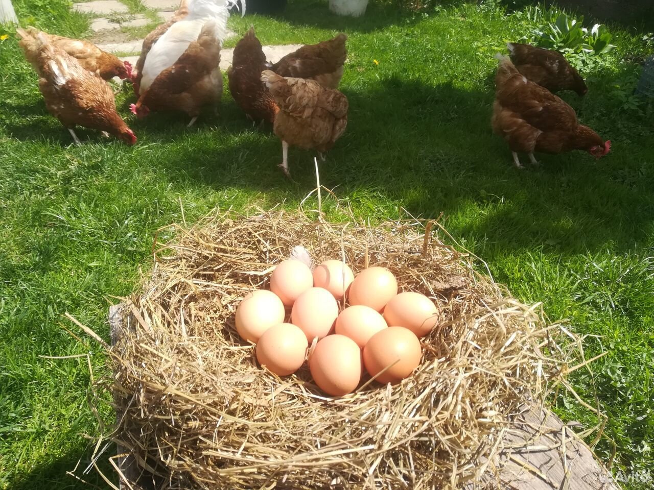 Домашние куриные яйца в Сватково купить на Зозу.ру - фотография № 2