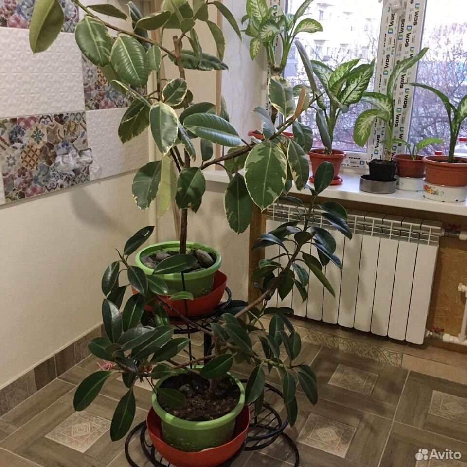 Растение купить на Зозу.ру - фотография № 8