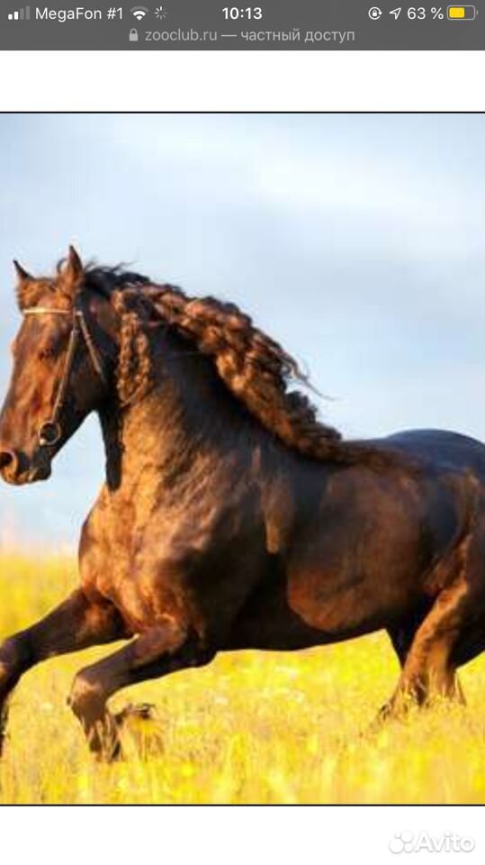 Интересуют жеребята и лошади вес от 300 кг,звонить купить на Зозу.ру - фотография № 1