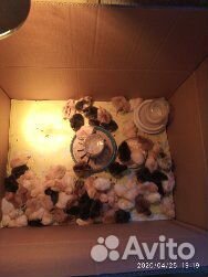 Цыплята от домашних кур, вывод 16 мая купить на Зозу.ру - фотография № 2