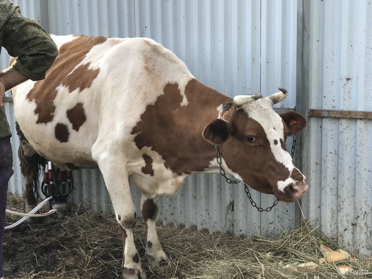 Продам корову. Продается корова. Корову срочно. Срочно продаётся корова. Молочная коровы порода коровы в Дагестане.