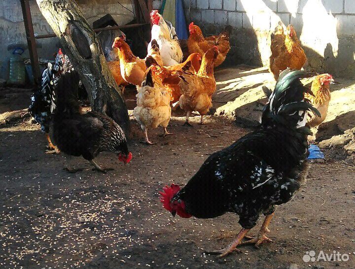 Цыплята мясо яичной породы купить на Зозу.ру - фотография № 6