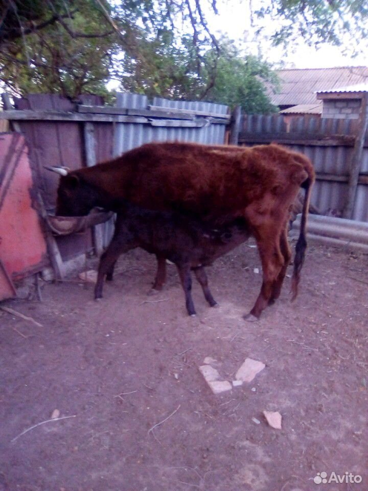 Корова и корова с телёнком купить на Зозу.ру - фотография № 2