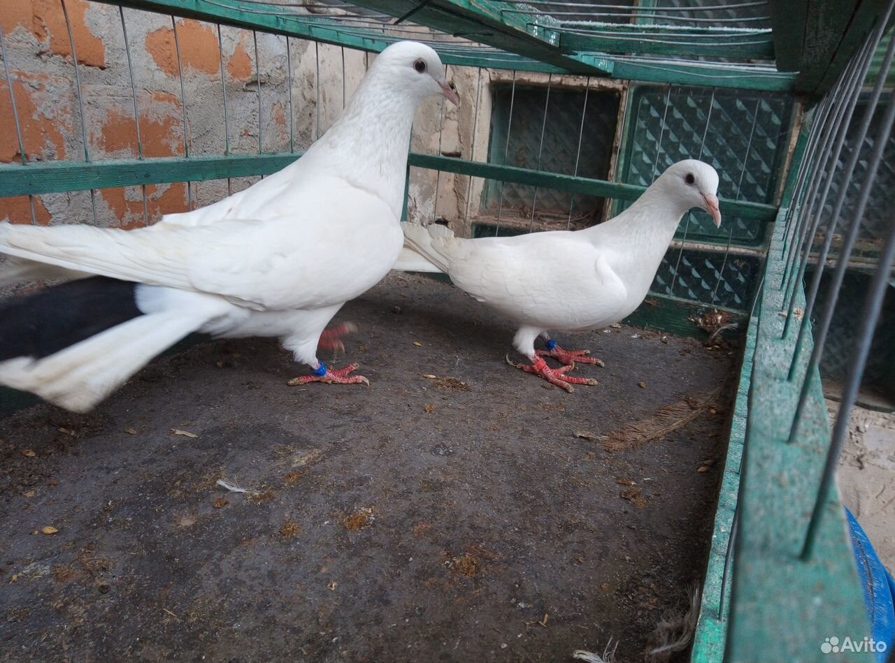 Бакинские голуби купить на Зозу.ру - фотография № 4