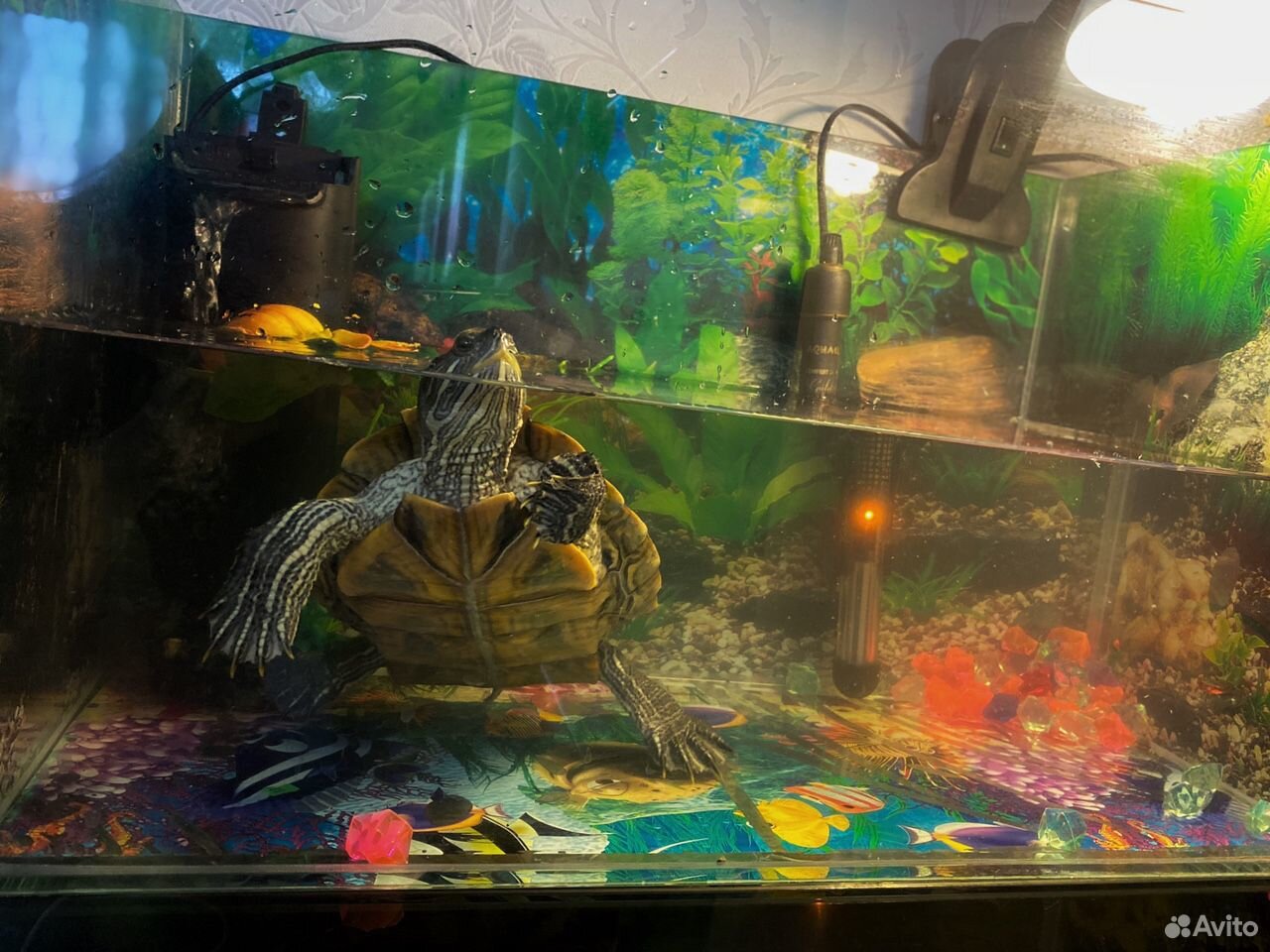 Продам морскую красноухую черепаху купить на Зозу.ру - фотография № 2