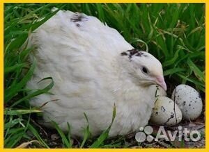 Инкубационное яйцо техасский белый перепел купить на Зозу.ру - фотография № 2