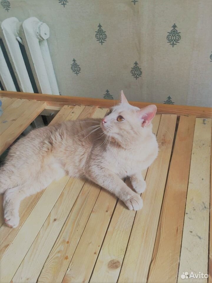 Персиковый Василий кот в добрые руки купить на Зозу.ру - фотография № 4