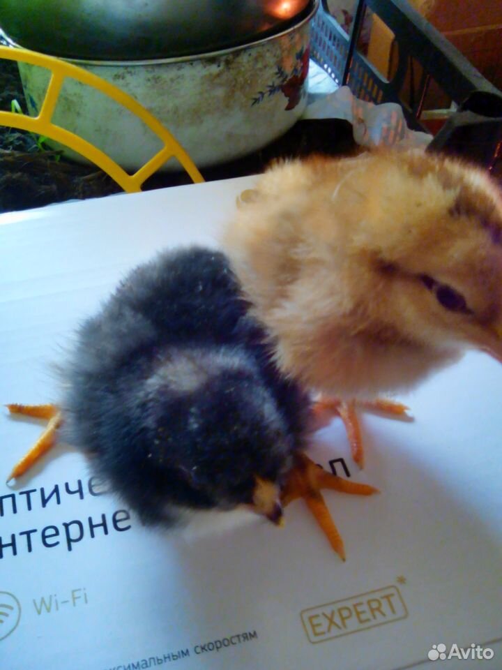 Цыплята несушки и бройлер кобб 500 купить на Зозу.ру - фотография № 1