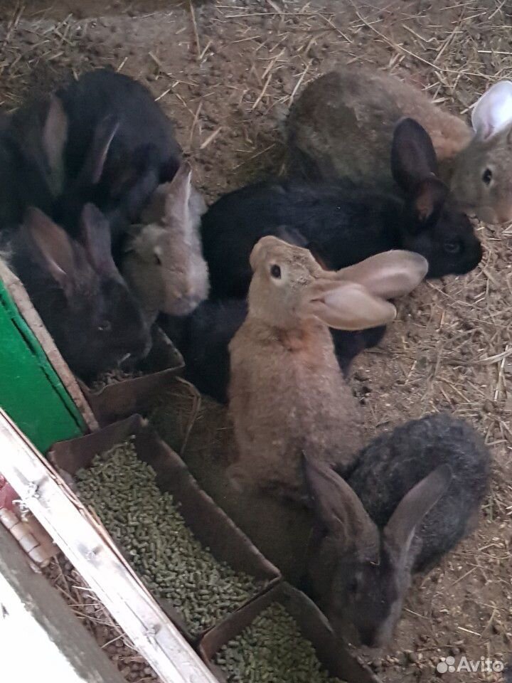 Кролики от 1 месяца купить на Зозу.ру - фотография № 2