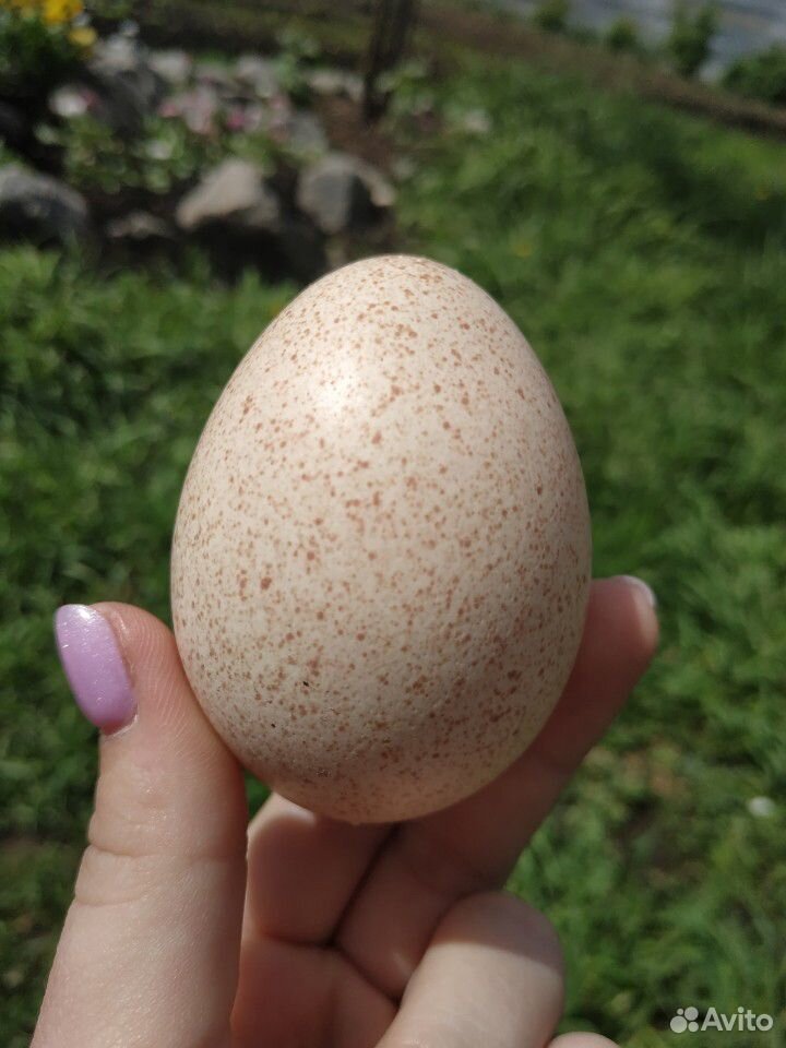 Инкубаторное яйцо индюк белый широкогрудый купить на Зозу.ру - фотография № 2