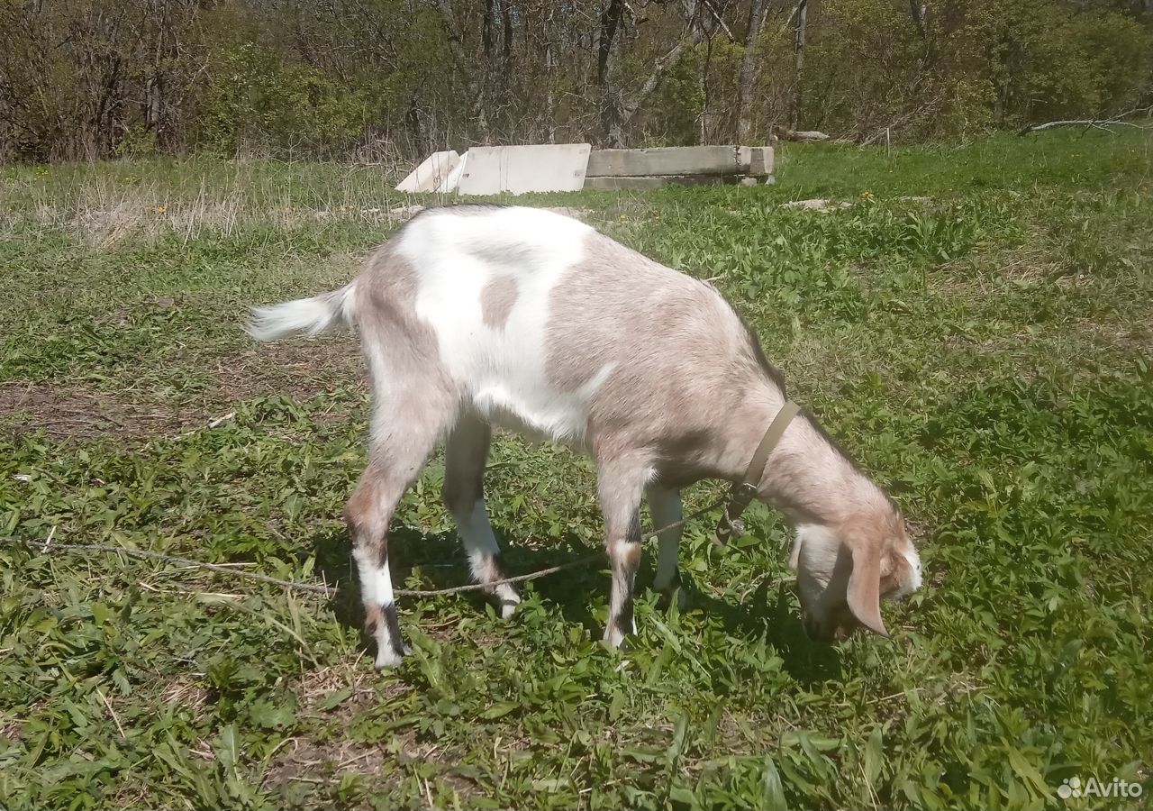 Альпийская коза купить на Зозу.ру - фотография № 2