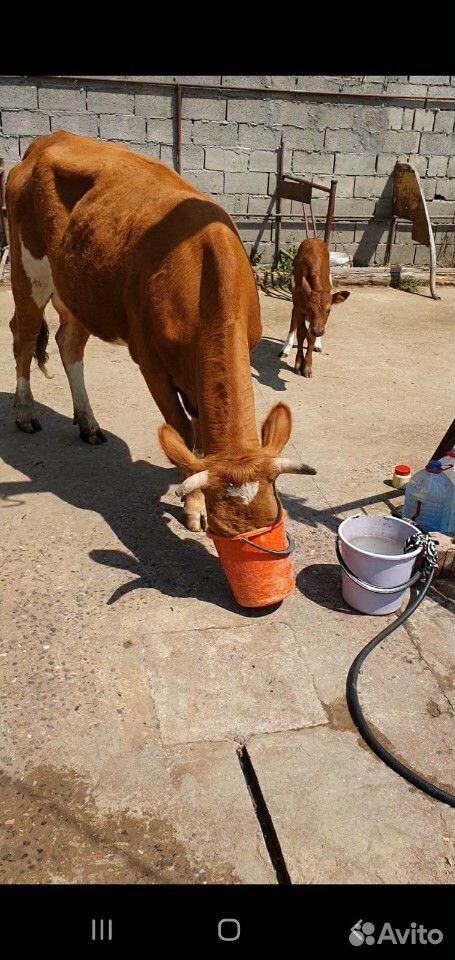 Корова с теленоком купить на Зозу.ру - фотография № 3
