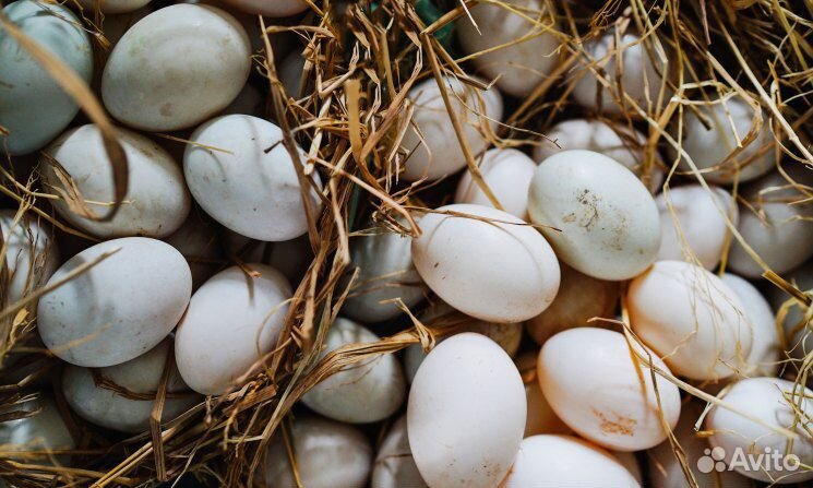 Продам яйцо бройлерной утки ст5 купить на Зозу.ру - фотография № 1
