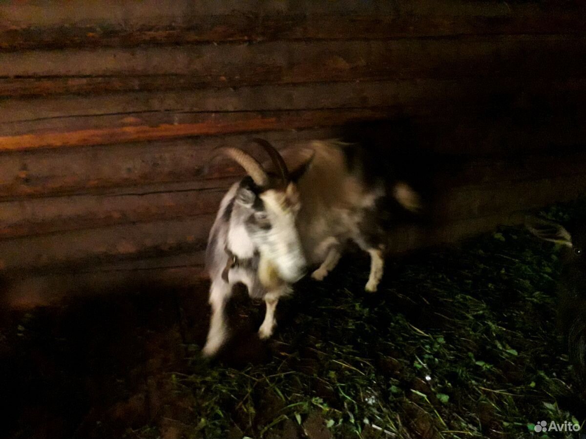 Продаются 2 козы и 1 козел купить на Зозу.ру - фотография № 3
